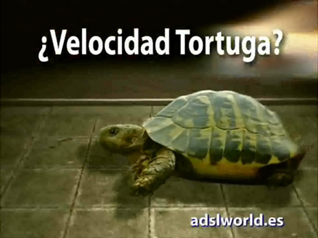 tortuga